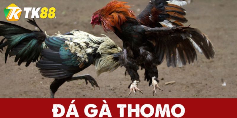 Đá gà Thomo được biết đến là một trong sân chơi cá cược mang đến những trận đấu cá cược chất lượng và không kém sự hấp dẫn. Cùng nhà cái TK88 theo dõi nhé!