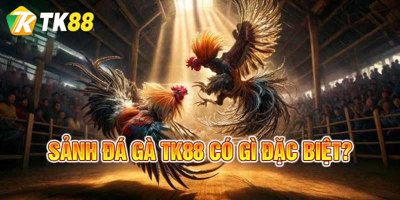 Tìm hiểu về sảnh đá gà TK88