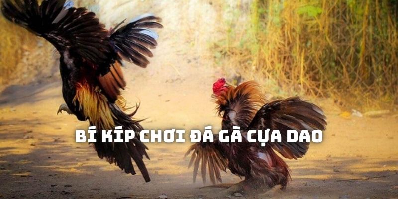 Bí kíp tham gia các kèo cá độ chọi kê cựa dao hiệu quả