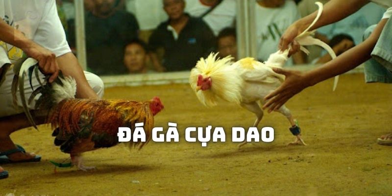 Tìm hiểu về hình thức chọi kê cựa dao kịch tính